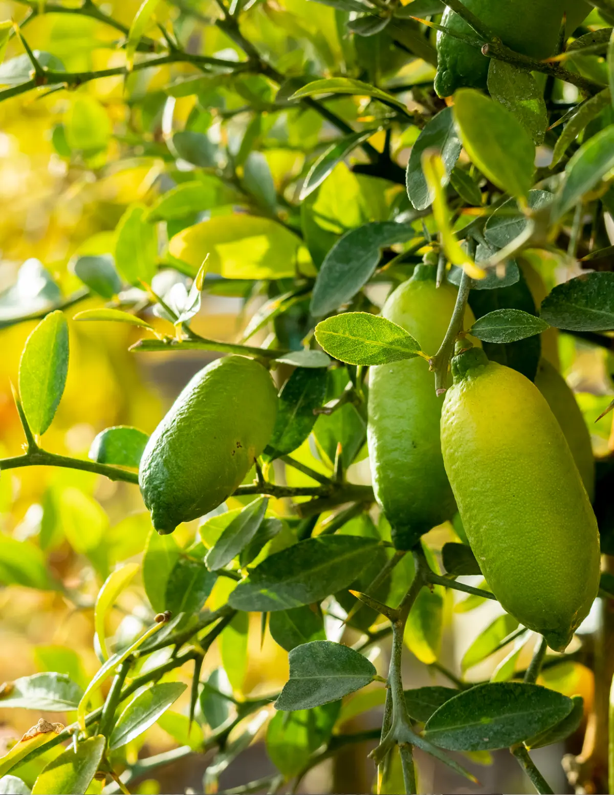 Australian Finger Lime Tree - Coastal Native Citrus Fruit Potted Tree, Urban Garden Fit for Home Garden Supplies, Ideal for Cocktails & Garnishes