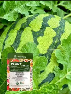 100 PCS Watermelon Seeds, Lazy Man's Watermelon, for Planting Heirloom and Non GMO, Seeded Watermelon, Nutritious, Can be Replanted Every Year  seed  Flower Seeds for Planting