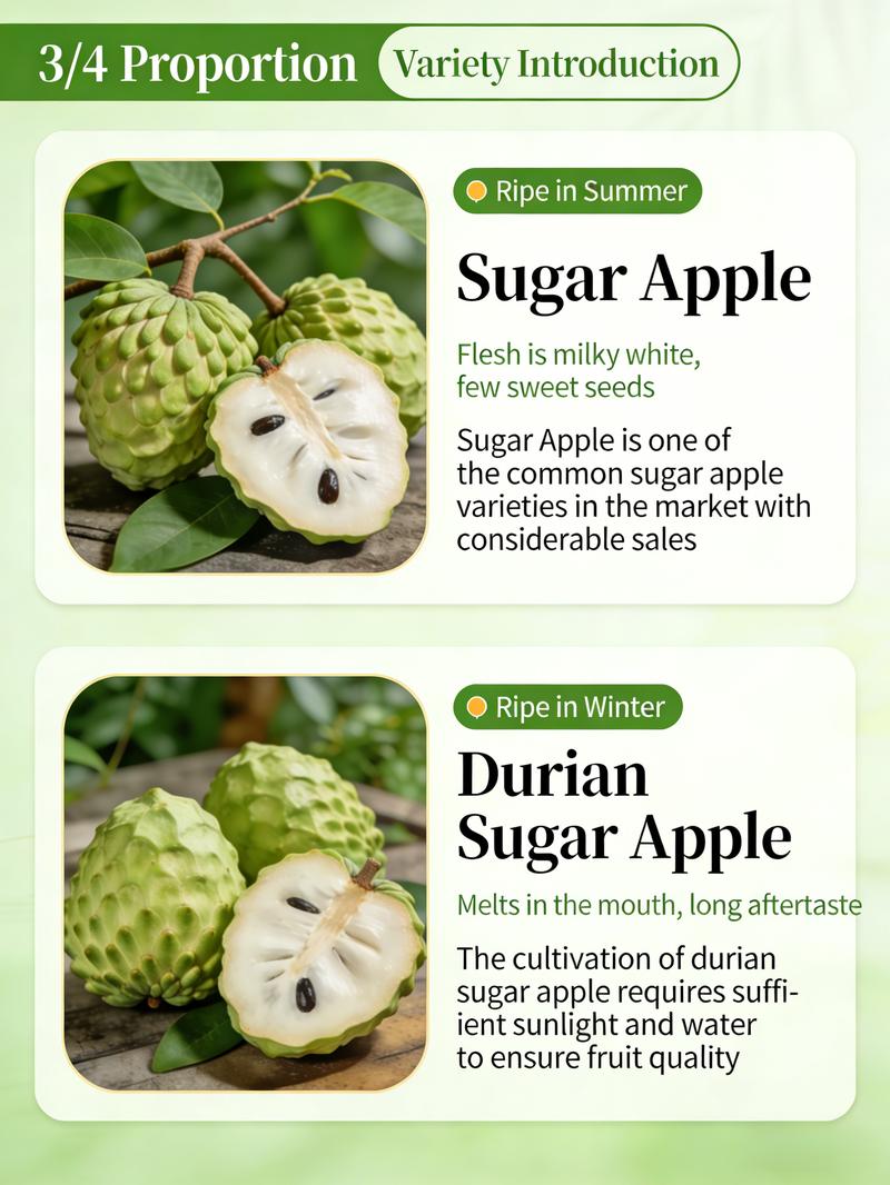 Heirloom Non-GMO Sugar Apple Seedlings – Compact Starter Fruit Trees for Gardens, Containers, and Home Orchards