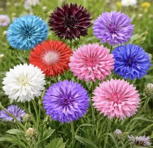Mix Bachelor Button Seeds – Heirloom Non-GMO USA Grown Cornflower Seeds – Easy to Grow Vibrant Flowers for Gardens, Bouquets, Pollinators, and Outdoor Landscaping