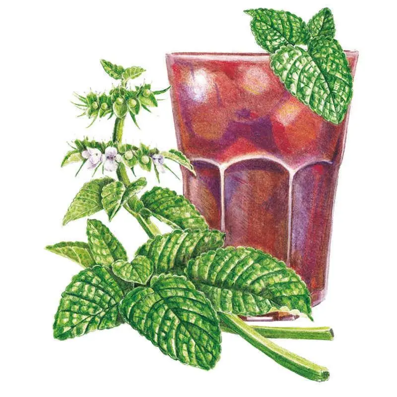 Lemon Balm Seeds