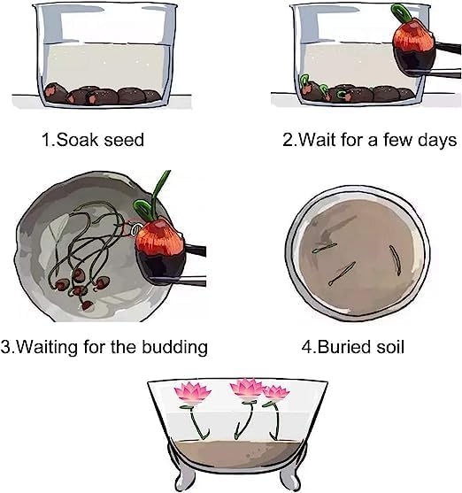 Rare Mixed Color Bonsai Bowl Lotus Seeds Fot Planting - 35 Pre-Cut Bonsai Lotus Flower Seeds in Water – Non-GMO, Heirloom - Grow Stunning Lotus Flowers in Ponds & GardensExotic Water Lily Flower Plant Seeds for Ornamental Pond and Home Planting