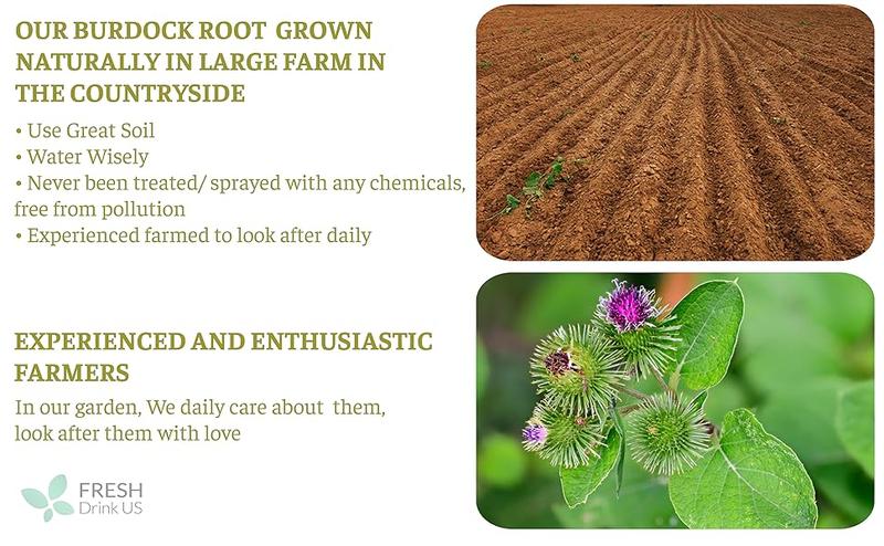 FreshDrinkUS Burdock Root Tea, 100% Natural & Pure, Non GMO, No Sugar, No Caffeine, No Gluten, Vegan, Soy Free, Beverage FreshDrinkUS Burdock Root Tea, 100% Natural & Pure, Non GMO, No Sugar, No Caffeine, No Gluten, Vegan, Soy Free, Beverage