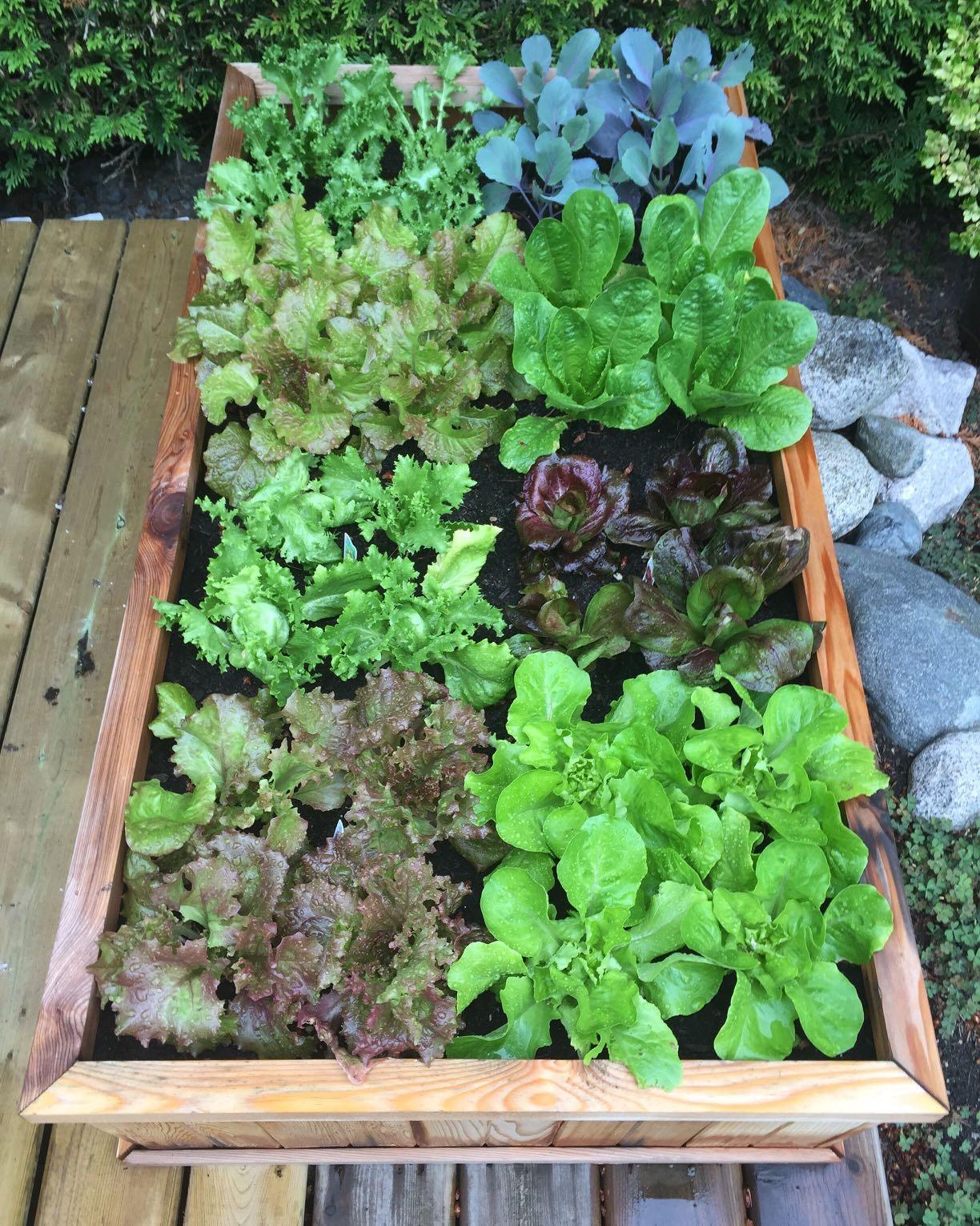 Seeding Square Garden Seed Spacing Tool Set - Make gardening less stressful, maximize your garden space and take the guesswork out of garden planning. Seeding Square Garden Seed Spacing Tool Set - Make gardening less stressful, maximize your garden space and take the guesswork out of garden planning.