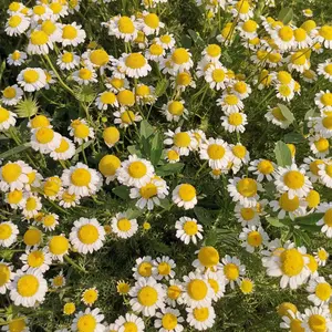 German Chamomile (Matricaria chamomilla) Organic Seeds – Delicate Flowers for Herbal Teas, Medicinal Use, and Pollinator Gardens