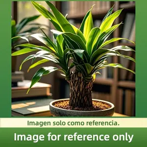 Mini Brazil Wood Plant Kit with Mystery Toy and White Round Plate – Decorative Small Brazil Wood Desk Ornament for Home Desk, Office Shelf and Tabletop Display