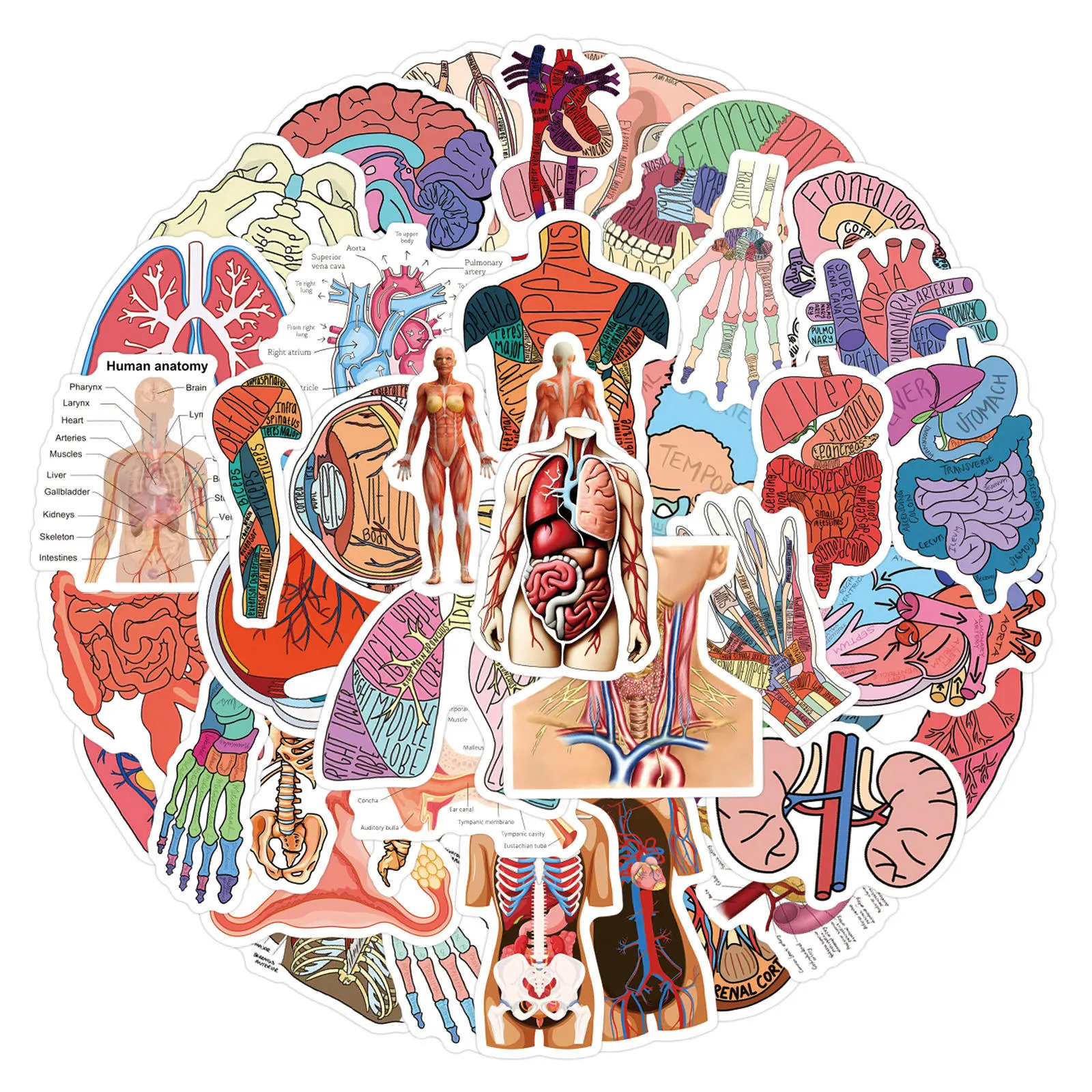 Cartoon Human Anatomy Stickers 60 packs, Waterproof Biology Educational Vinyl Decals