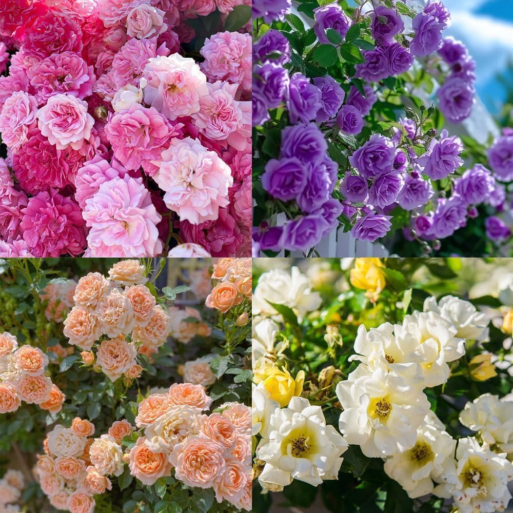 200 Pcs Multi-Color Climbing Rose Seeds for Planting Outdoors - Easy to Grow Perennial Flower Seeds, Beginner-Friendly Beautiful Rose Garden Kit