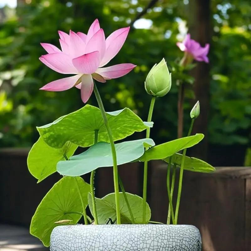 【Buy 20 get 10 Free】30 lotus seeds Potted lotus seeds, water lilies, open pond aquatic plant species, non-GMO home garden plant seeds, mixed colors