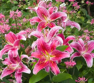 Roberta's 6 pc. Oriental Wedding Lilies Collection