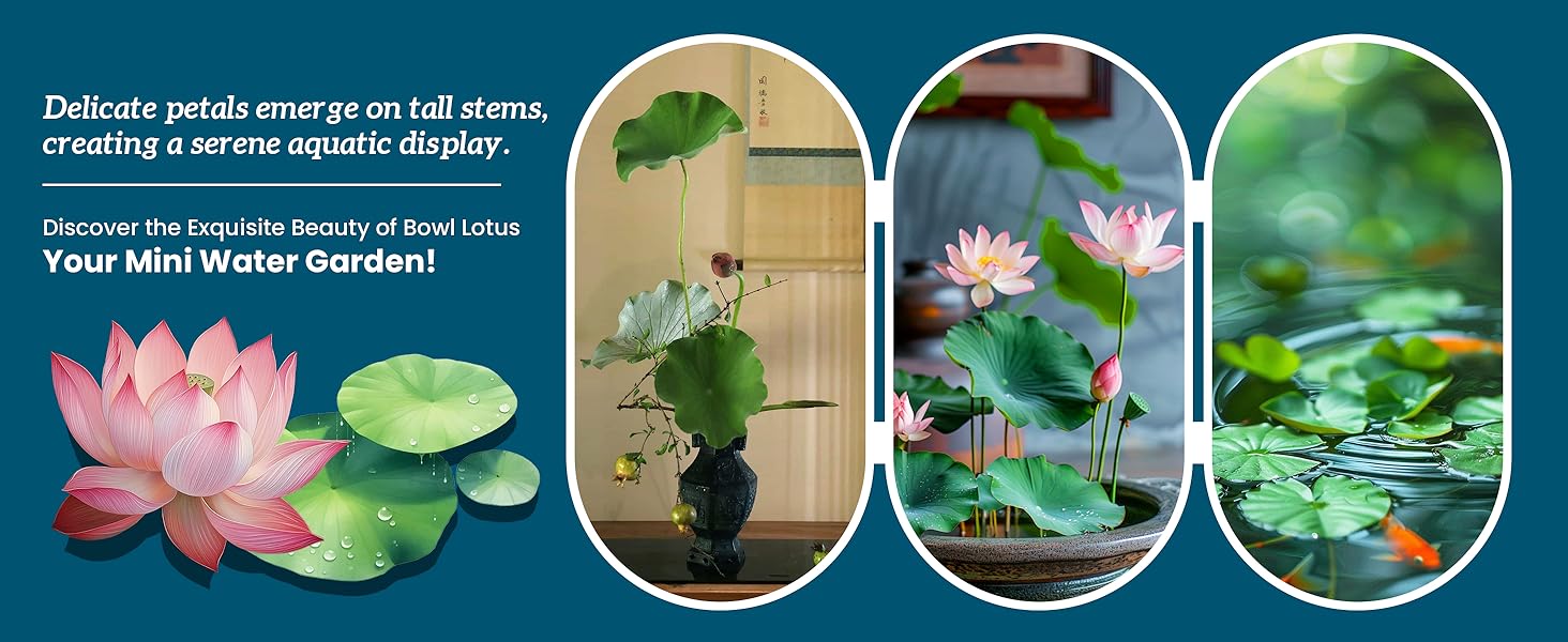 20 lotus seeds, unique varieties, mixed colors, detailed planting guide included, great for ponds, water gardens and gifts, high germination rate, easy to grow