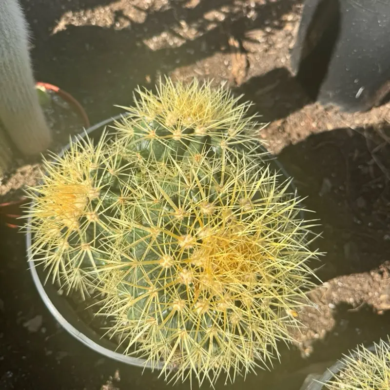 Golden Barrel Cluster 3 pc bare roots