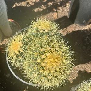 Golden Barrel Cluster 3 pc bare roots