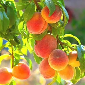 Peach Tree Seeds (10 Seeds) – Sweet Fruit Tree Seeds for Home Orchards, Backyards & Garden Planting