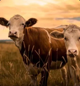 Primally Pure Deodorant with All-Natural Organic Tallow and Non-Toxic Ingredients for Odor Control and Skin Health