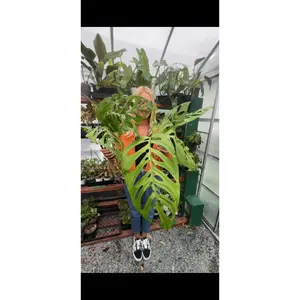 Monstera Esqueleto