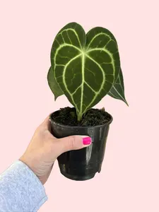4" Anthurium Clarinervium - Velvet Cardboard Anthurium