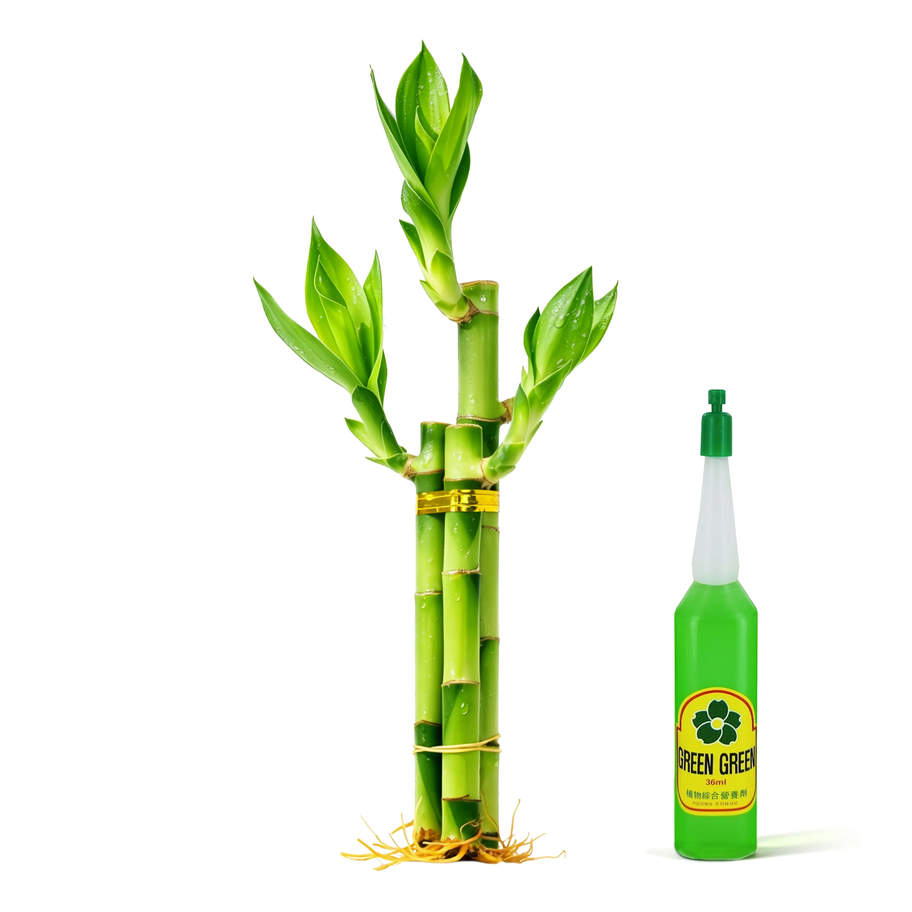 6"-8" Lucky Bamboo Bundle (3 Stalks) Live Plant - Easy Care Water Plant with Nutrient