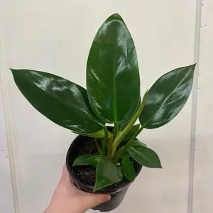 Philodendron Green Congo - Indoor Live Plant, Rare Deep Green & Glossy Leaves, Flare-Like Growth, Medium, Air Purifying, Bright Light Lover, The Perfect Gift for Home Decor