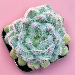 Echeveria Setosa – Fuzzy Mexican Firecracker Succulent in 2” Pot – Soft-Haired Rosette