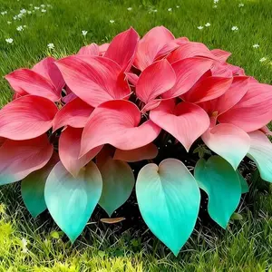 1000 PCS Hosta Seeds for Home Gardeners Building Natural, Calm and Low Maintenance Outdoor Spaces