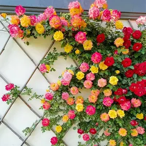 110+ Climbing Roses Seeds Mixed for Planting - Pretty Climbing Outdoors Ornamental Roses Flowers Rosa Bush Vine Climber Long-Blooming