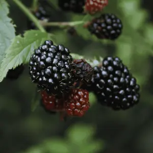 Ouachita Blackberry Plug Plants – Thornless Mid-Season Variety | Large, Sweet & Firm Berries | High Yield & Cold Hardy | Hand Picked Nursery