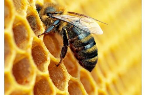 Royal Jelly Brain Nootropics