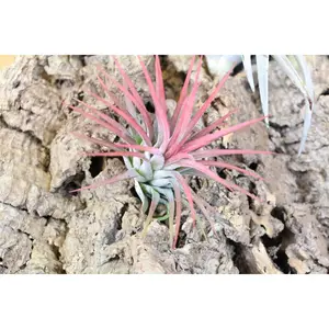 Tillandsia Ionantha Mexican Air Plants [10 Pack]