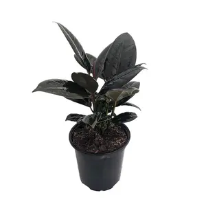 Burgundy Rubber Tree Plant - Ficus - An Old Favorite - 4" Pot