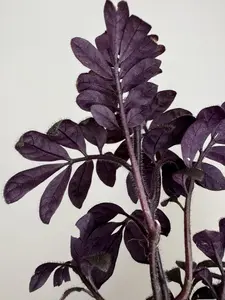Solanum Uleanum Purple | Terrarium Plant