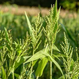 Browntop Millet Seeds (Urochloa ramosa) Quick-growing summer grass for hay or wildlife plots. Improves soil, attracts doves and game birds, and suppresses weeds.