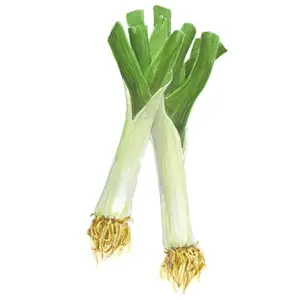 King Richard Leek Seeds