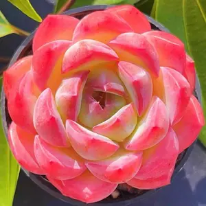 Echeveria Strawberry Almond  Strawberry Succulent Plant – Rare Live Succulent, Easy Care Indoor Decor, Cute Pink Tones & Perfect Gift for Plant Lovers