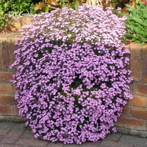 Soapwort Seeds | 300 Seeds