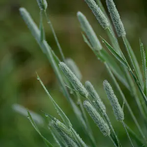 Climax Timothy Seeds (Phleum pratense) A cool-season grass with high forage quality. Great for hay production, palatable to livestock, and ideal in temperate climates.