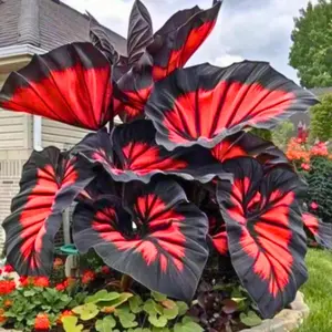1000+ Mixed Black & Red Hosta Seeds for Planting – Unique Shade Loving Perennial Garden Flowers for Backyard and Landscaping
