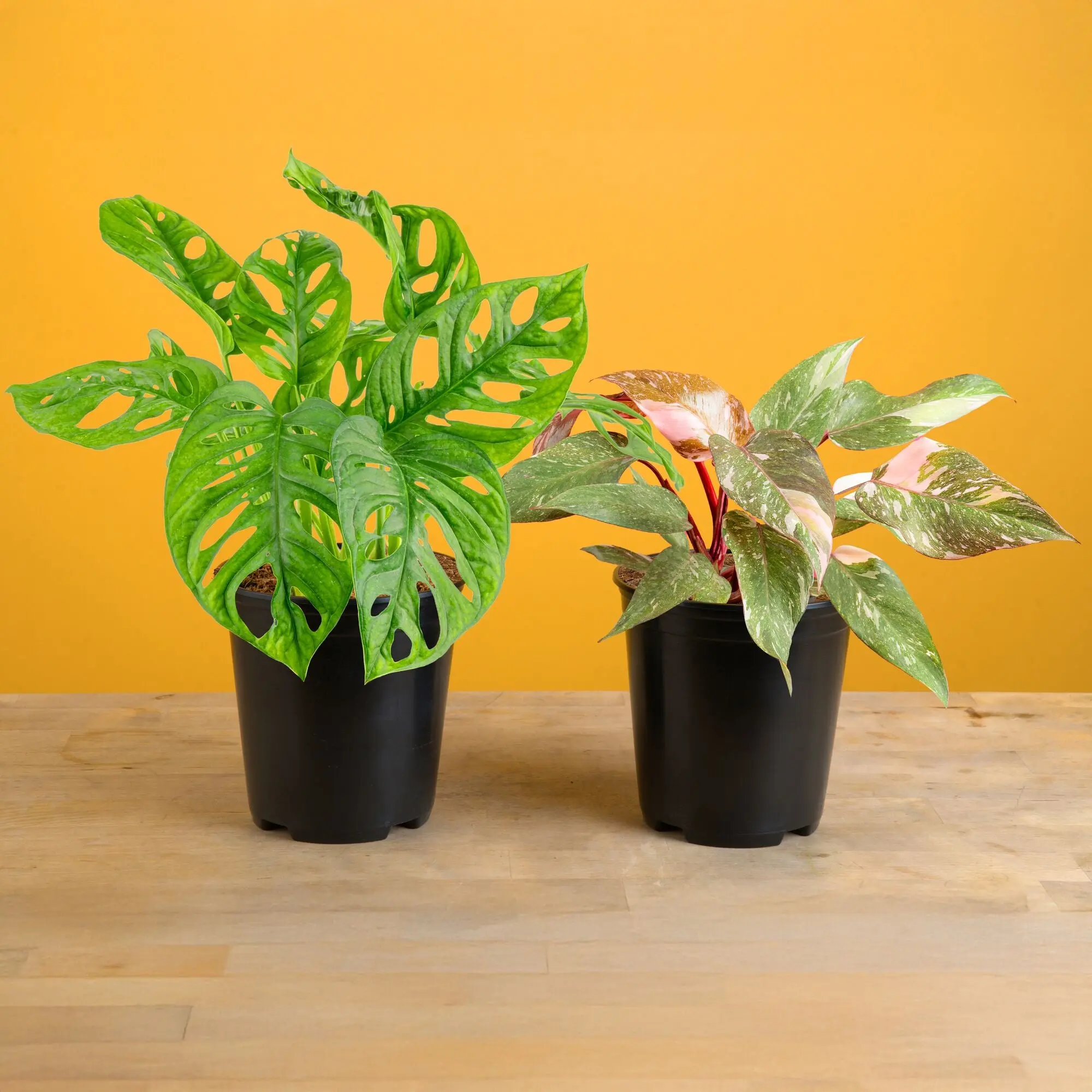 Monstera Little Swiss and Philodendron Pink Princess Bundle | medium