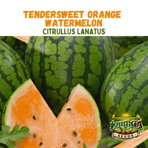 Tendersweet Orange Watermelon Seeds (Citrullus lanatus)
