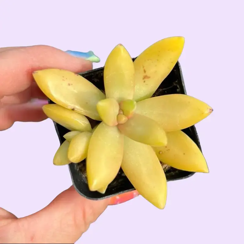 2” Yellow Sedum Nussbaumerianum Succulent Plant 2” Yellow Sedum Nussbaumerianum Succulent Plant