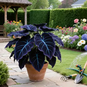 Black Purple Hosta Seeds Perennials with Deep Foliage Easy to Grow for Bold Garden all Season Striking Contrast Foliage Perfect for Shady Areas Vibrant Blooms