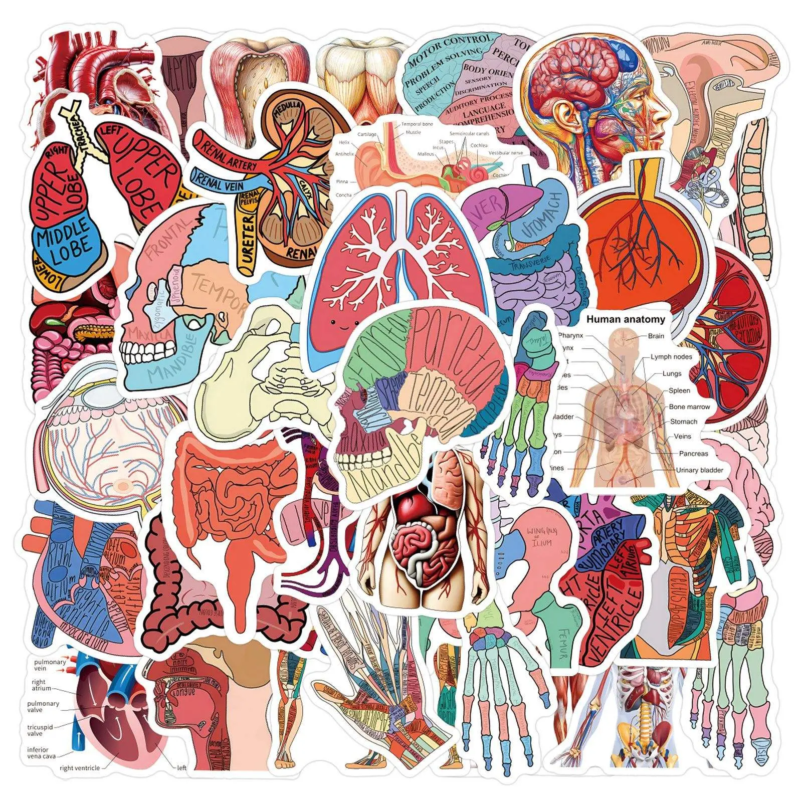60 Packs Cartoon Human Organ Stickers, Waterproof Anatomy Biology Educational Decals