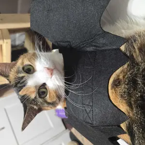 Bat Wings Cat Costume, Adjustable Pet Outfit for Indoor and Outdoor Parties, Halloween or Valentine's Day Dress-Up for Cats and Kittens #GLOBAL PICKS