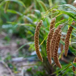 German Millet Seeds (Setaria italica) Fast-growing summer annual with high yield. Excellent forage or hay option with drought tolerance and soil-boosting benefits.