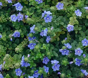 Cottage Farms 3pc Hawaiian Blue Eyes Plant