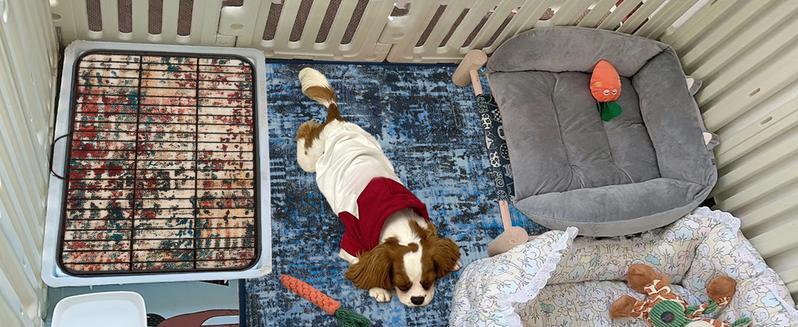 Qeils 36"x41" Washable Puppy Pee Pads | Super Absorbent, Waterproof & Reusable Non-Slip Training Mat for Floor/Crate Pet Supplies Poodle Dogs