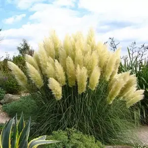 1000 Count Pampas Grass Seeds for Garden Planting – Ornamental Grass Seeds for Backyard Gardens, Landscape Borders, Patio Containers and Outdoor Decorative Landscaping – Seeds Only, Not Live Plants