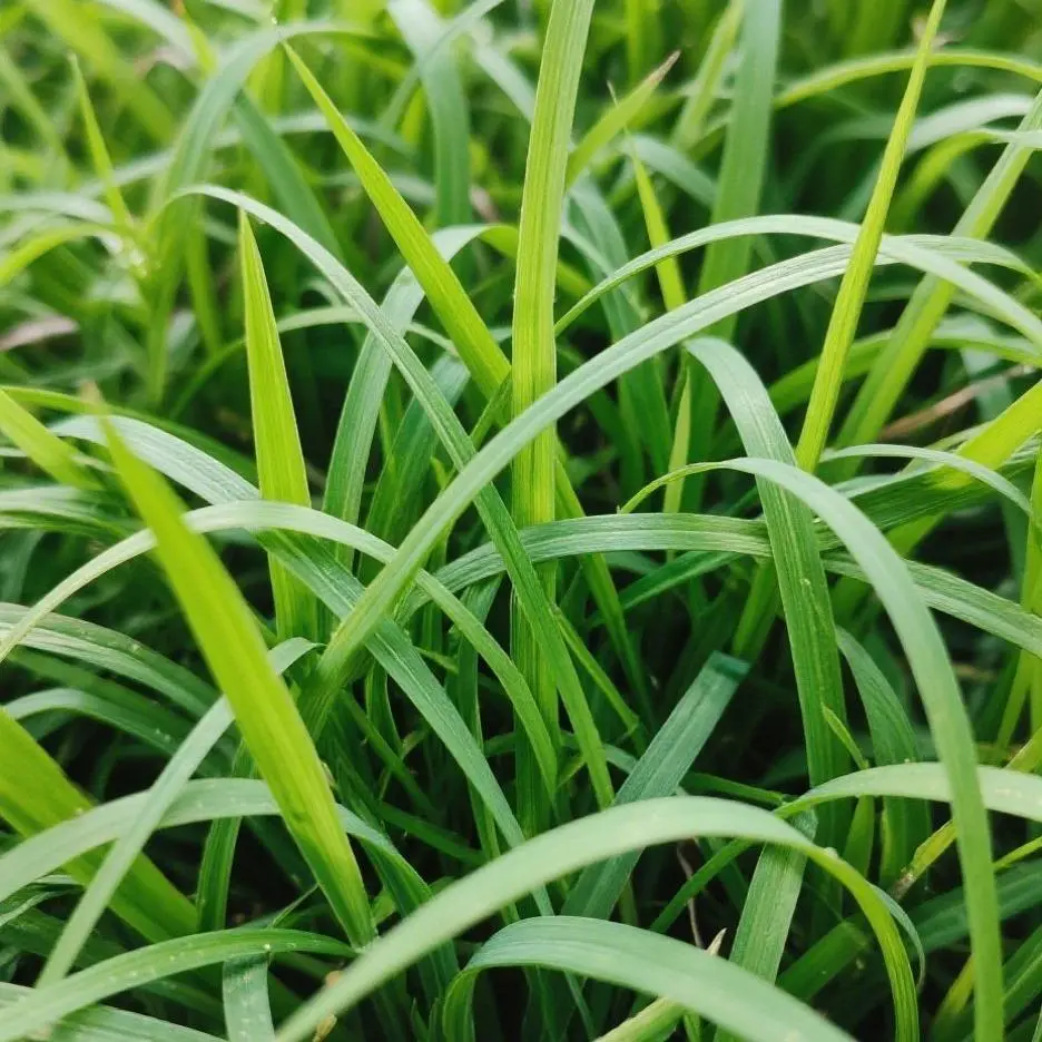 Lawn Grass Seeds for Planting – Dense Green Turf Grass Seeds for Backyard Lawns and Garden Landscaping