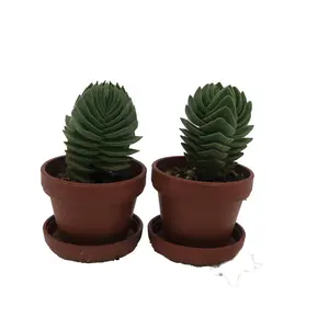 Crassula Buddha's Temple - 1" Pots - 2 Pack - Succulent