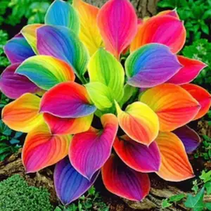 800 PCS Hosta Seeds for Improving Garden Coverage and Outdoor Space Balance
